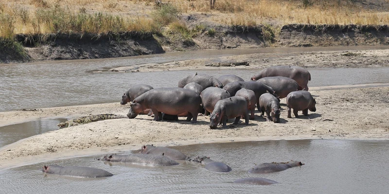 The Great Wildebeest Migration