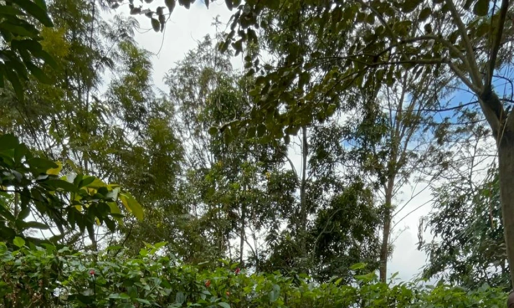 Coffee Making Activity