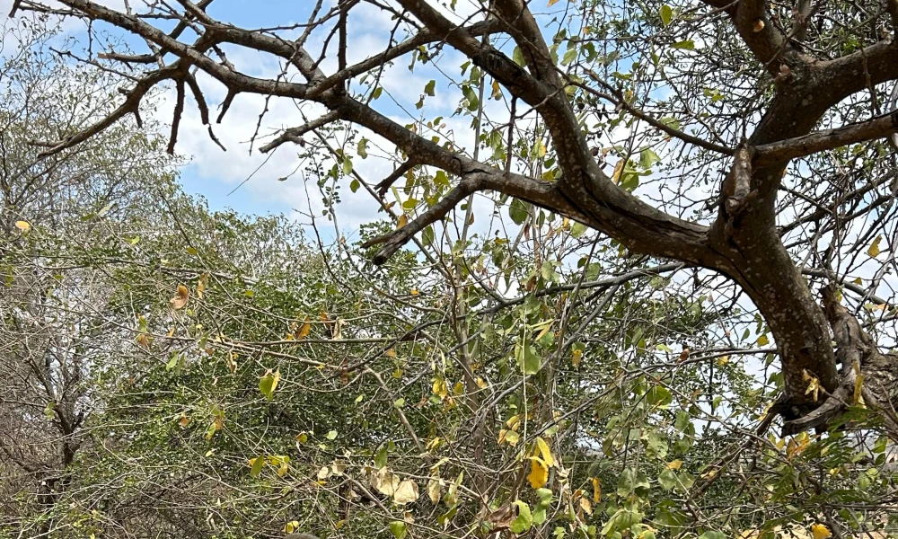 Tarangire National Park.