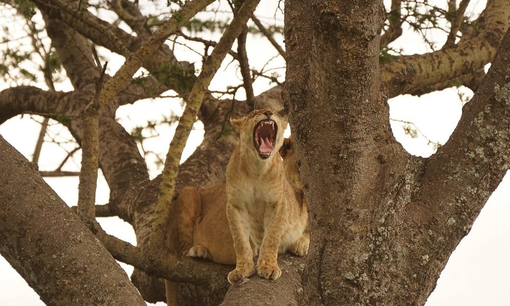 Icons of Lake Manyara