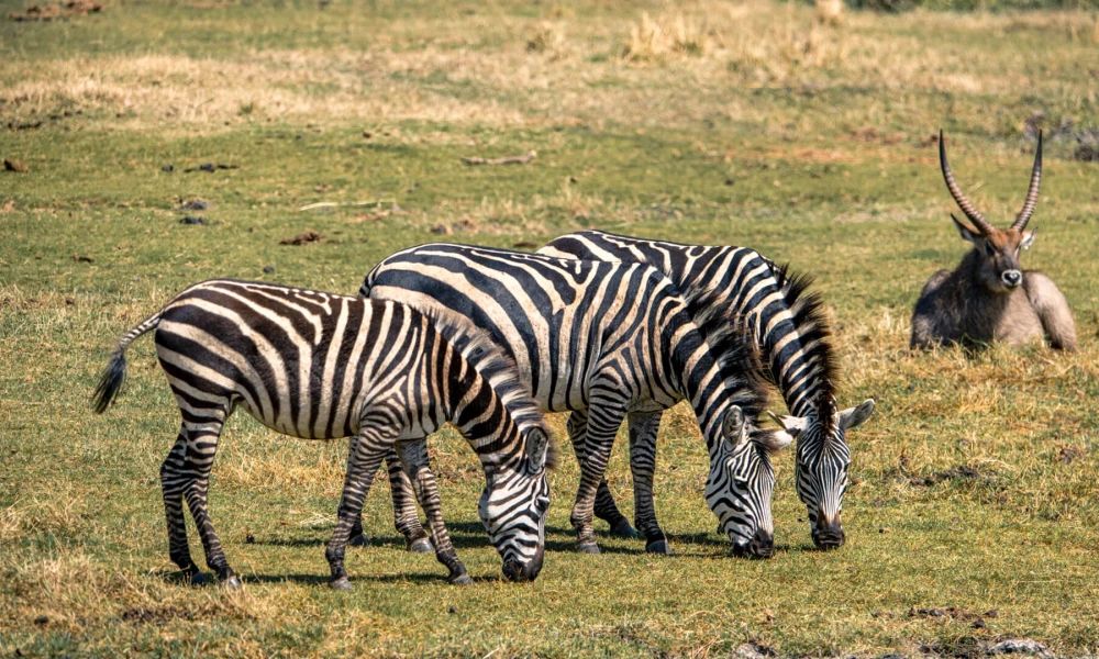 Wildlife in Ngorongoro