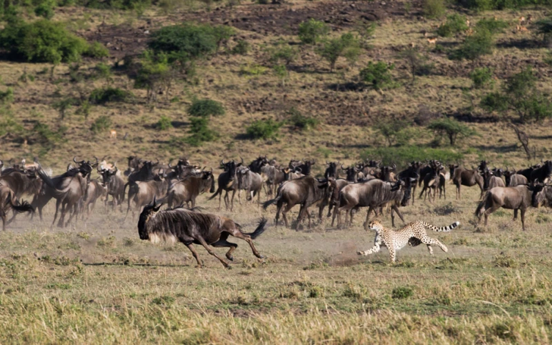 serengeti-national-park