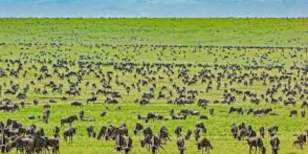 Serengeti National Park